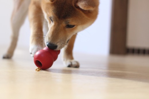 犬の保育園　ばうびー　しつけ　トレーニング　豆柴　コング