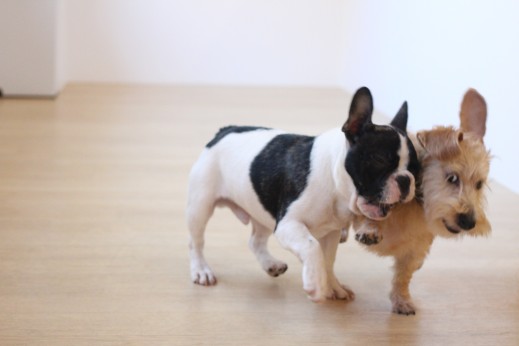 犬の保育園　ばうびー　しつけ　トレーニング　ワイヤーヘアードミニチュアダックス　　　フレンチブルドッグ　2頭　遊び