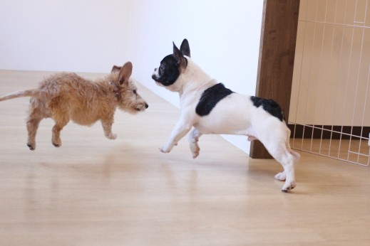 犬の保育園　ばうびー　しつけ　トレーニング　ワイヤーヘアードミニチュアダックス　フレンチブルドッグ　2頭　遊び