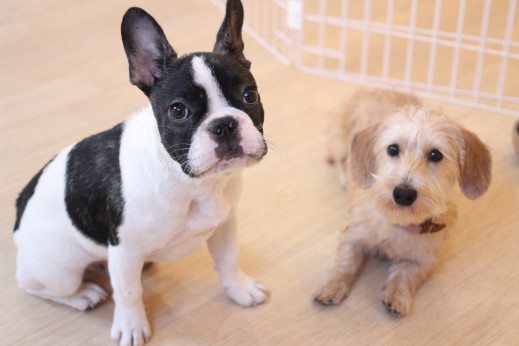 犬の保育園　ばうびー　しつけ　トレーニング　ワイヤーヘアードミニチュアダックス　　　フレンチブルドッグ　オスワリ　フセ