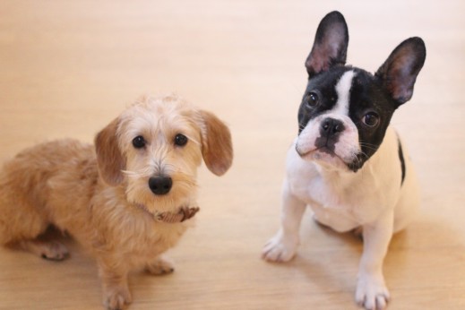 犬の保育園　ばうびー　しつけ　トレーニング　ワイヤーヘアードミニチュアダックス　フレンチブルドッグ　オスワリ　2頭