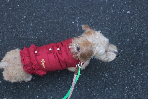 犬の保育園　ばうびー　しつけ　トレーニング　ワイヤーヘアードミニチュアダックス　お散歩　首輪　リード　洋服
