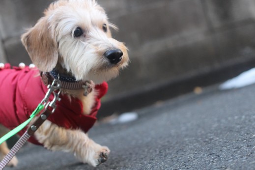 犬の保育園　ばうびー　しつけ　トレーニング　ワイヤーヘアードミニチュアダックス　お散歩　首輪　リード　洋服