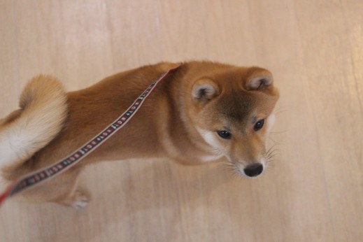 犬の保育園　ばうびー　しつけ　トレーニング　豆柴　ヒールウォーク　