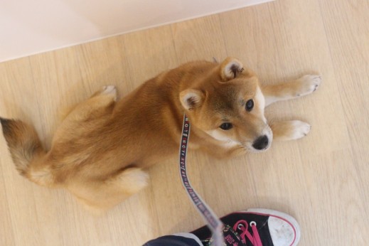 犬の保育園　ばうびー　しつけ　トレーニング　豆柴　フセ