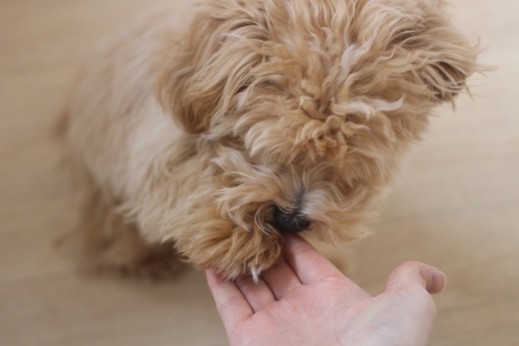 犬の保育園　ばうびー　　しつけ　トレーニング　マルチーズ　トイプードル　MIX　お手