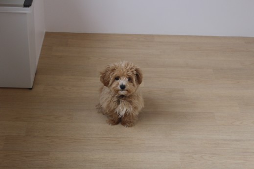 犬の保育園　ばうびー　　しつけ　トレーニング　マルチーズ　トイプードル　MIX　　マテ　オスワリ