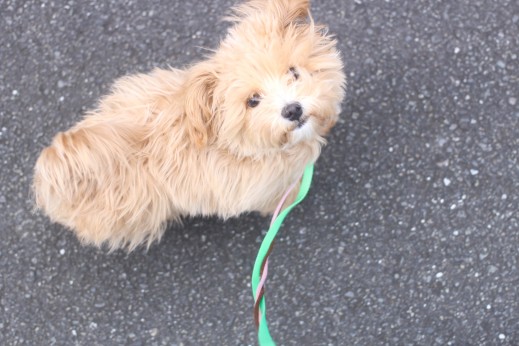 犬の保育園　ばうびー　　しつけ　トレーニング　マルチーズ　トイプードル　MIX　　　お散歩　首輪　リード