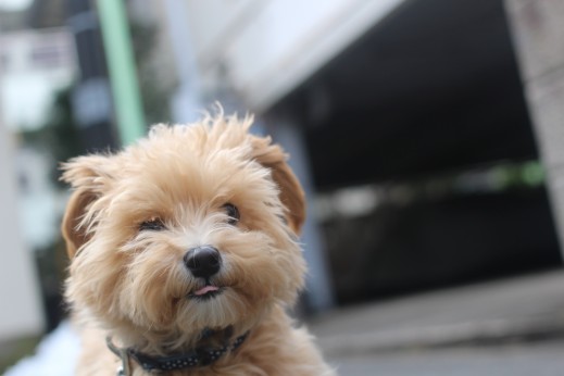 犬の保育園　ばうびー　　しつけ　トレーニング　マルチーズ　トイプードル　MIX　お散歩　