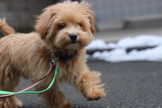 犬の保育園　ばうびー　　しつけ　トレーニング　マルチーズ　トイプードル　MIX　お散歩　首輪　リード