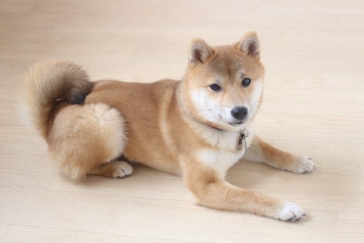 犬の保育園　ばうびー　　しつけ　トレーニング　豆柴　フセ