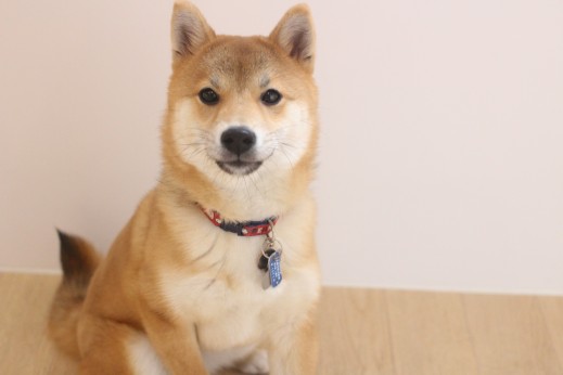 犬の保育園　ばうびー　　しつけ　トレーニング　豆柴　　オスワリ