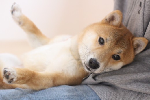犬の保育園　ばうびー　　しつけ　トレーニング　豆柴　リラックスポジション　歯磨き練習
