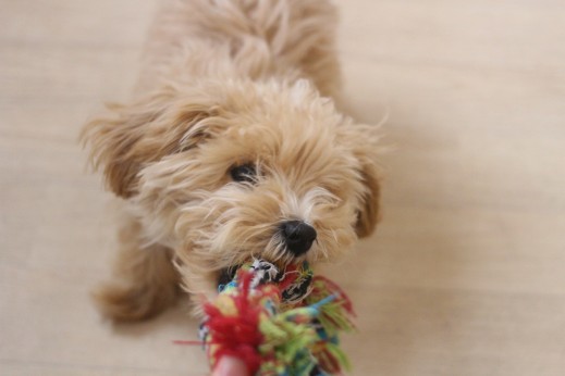 犬の保育園　ばうびー　　しつけ　トレーニング　マルチーズ　トイプードル　MIX　おもちゃ遊び