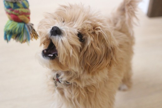 犬の保育園　ばうびー　　しつけ　トレーニング　マルチーズ　トイプードル　MIX　おもちゃ遊び