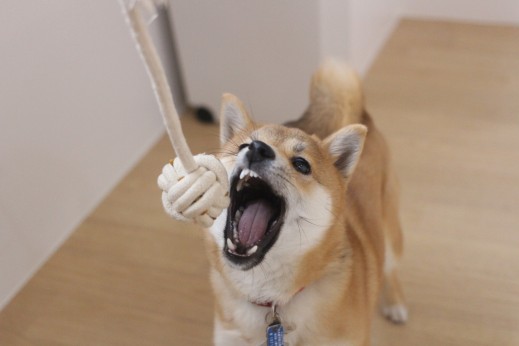 犬の保育園　ばうびー　　しつけ　トレーニング　豆柴　おもちゃ遊び