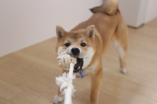 犬の保育園　ばうびー　しつけ　トレーニング　豆柴　おもちゃ遊び