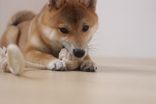 犬の保育園　ばうびー　しつけ　トレーニング　豆柴　おもちゃ遊び
