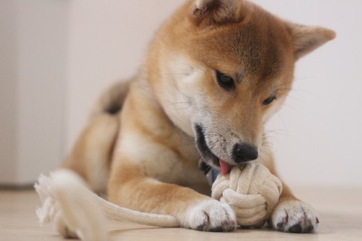 犬の保育園　ばうびー　しつけ　トレーニング　豆柴　おもちゃ遊び