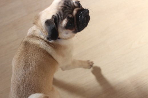犬の保育園　ばうびー　しつけ　トレーニング　パグ　スピン
