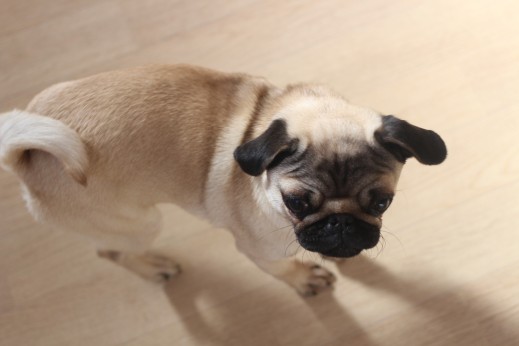 犬の保育園　ばうびー　しつけ　トレーニング　パグ　スピン