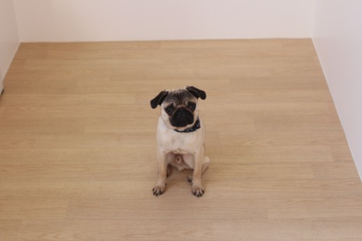 犬の保育園　ばうびー　しつけ　トレーニング　パグ　オスワリ　マテ