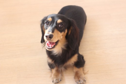 犬の保育園　ばうびー　しつけ　トレーニング　ミニチュアダックスフンド　フセ