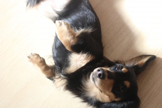 犬の保育園　ばうびー　しつけ　トレーニング　トリック　バーン　ミニチュアダックスフンド