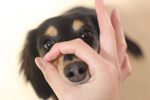 犬の保育園　ばうびー　しつけ　トレーニング　ミニチュアダックスフンド　ハナ