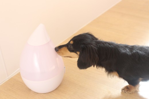 犬の保育園　ばうびー　しつけ　トレーニング　ミニチュアダックスフンド　加湿器