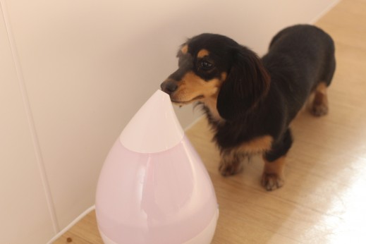 犬の保育園　ばうびー　しつけ　トレーニング　ミニチュアダックスフンド　加湿器