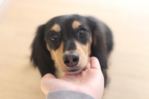 犬の保育園　ばうびー　しつけ　トレーニング　ミニチュアダックスフンド　トリック　アゴ