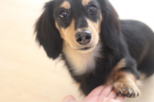 犬の保育園　ばうびー　しつけ　トレーニング　ミニチュアダックスフンド　トリック　お手