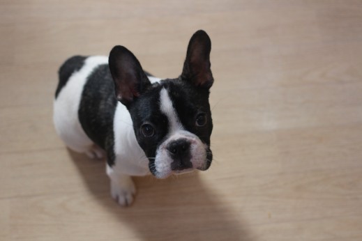 犬の保育園　ばうびー　しつけ　トレーニング　フレンチブルドッグ　オスワリ