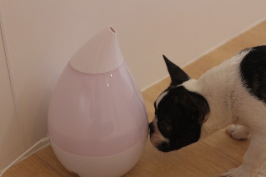 犬の保育園　ばうびー　しつけ　トレーニング　フレンチブルドッグ　加湿器