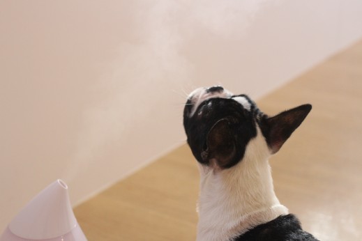 犬の保育園　ばうびー　しつけ　トレーニング　フレンチブルドッグ　　加湿器　