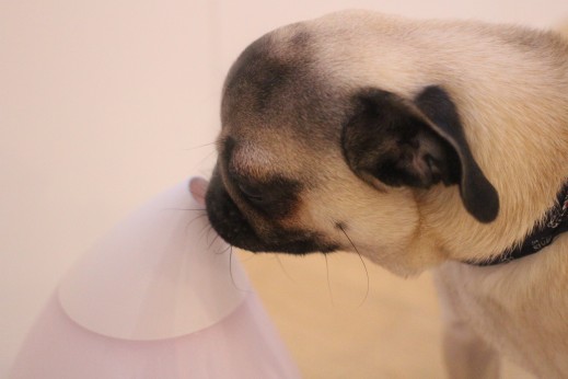 犬の保育園　ばうびー　しつけ　トレーニング　パグ　加湿器