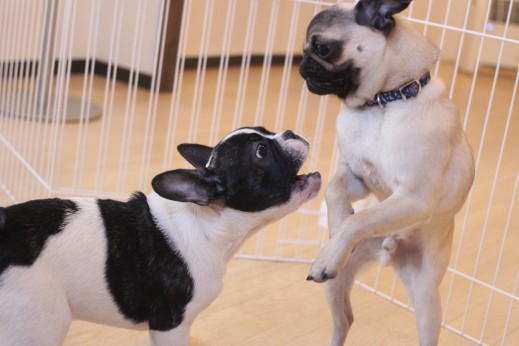 犬の保育園　ばうびー　しつけ　トレーニング　フレンチブルドッグ　パグ　2頭　遊び