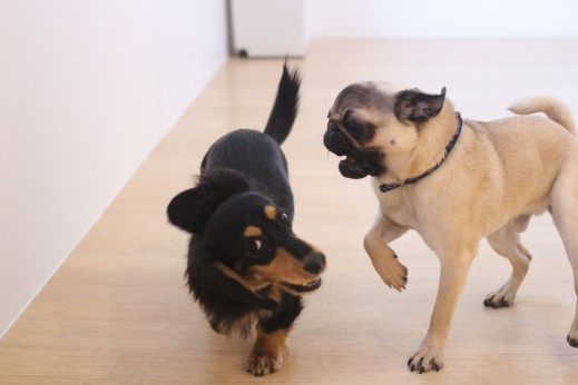 犬の保育園　ばうびー　しつけ　トレーニング　ミニチュアダックスフンド　パグ　2頭　遊び