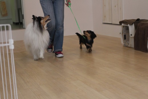犬とのすれ違い　2頭　お散歩練習