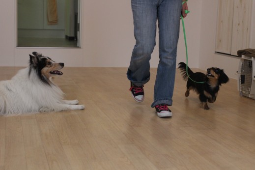 犬とのすれ違い練習　アイコンタクト