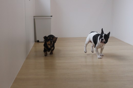 犬同士の遊び　走り回る