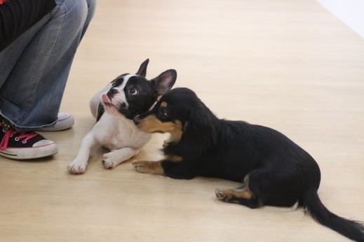 フセのやり方　犬の保育園　しつけ　トレーニング