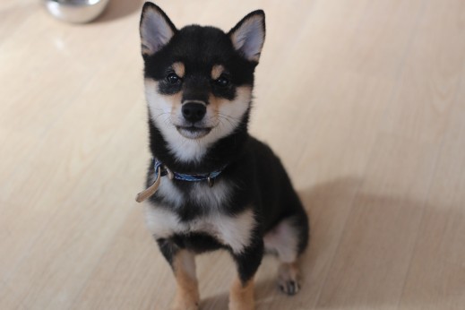 柴犬　オスワリ　スワレ