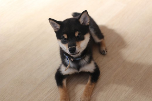 柴犬　フセ　やり方　しつけ方