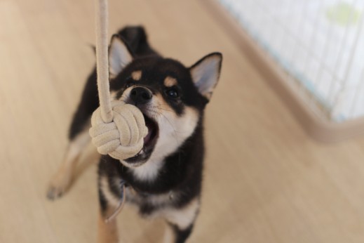柴犬　おもちゃ遊び　