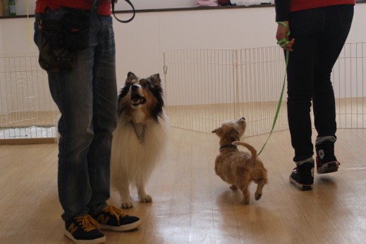 犬とのすれ違い　室内練習