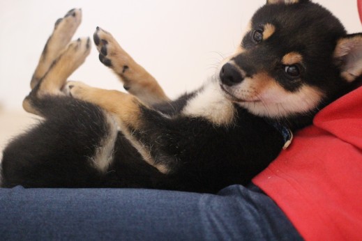 柴犬　リラックスポジション　仰向け