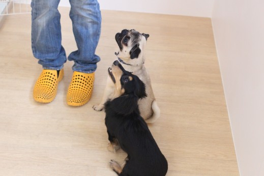 犬　オスワリ　2頭　
