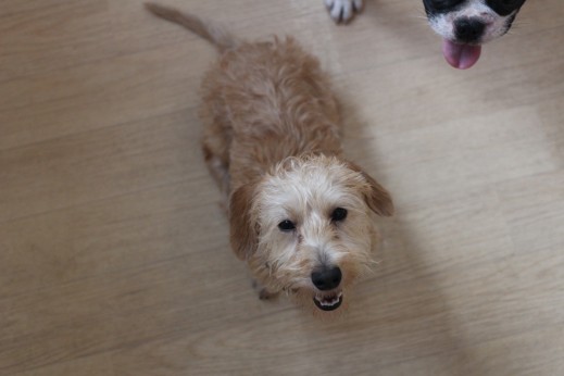 ワイヤーヘアードミニチュアダックスフンド　犬同士の遊び　楽しそう